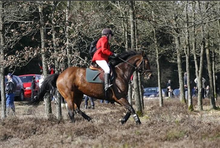 Dansk Varmblod Mølleåens Svetlana - også fra kompedalen billede 16