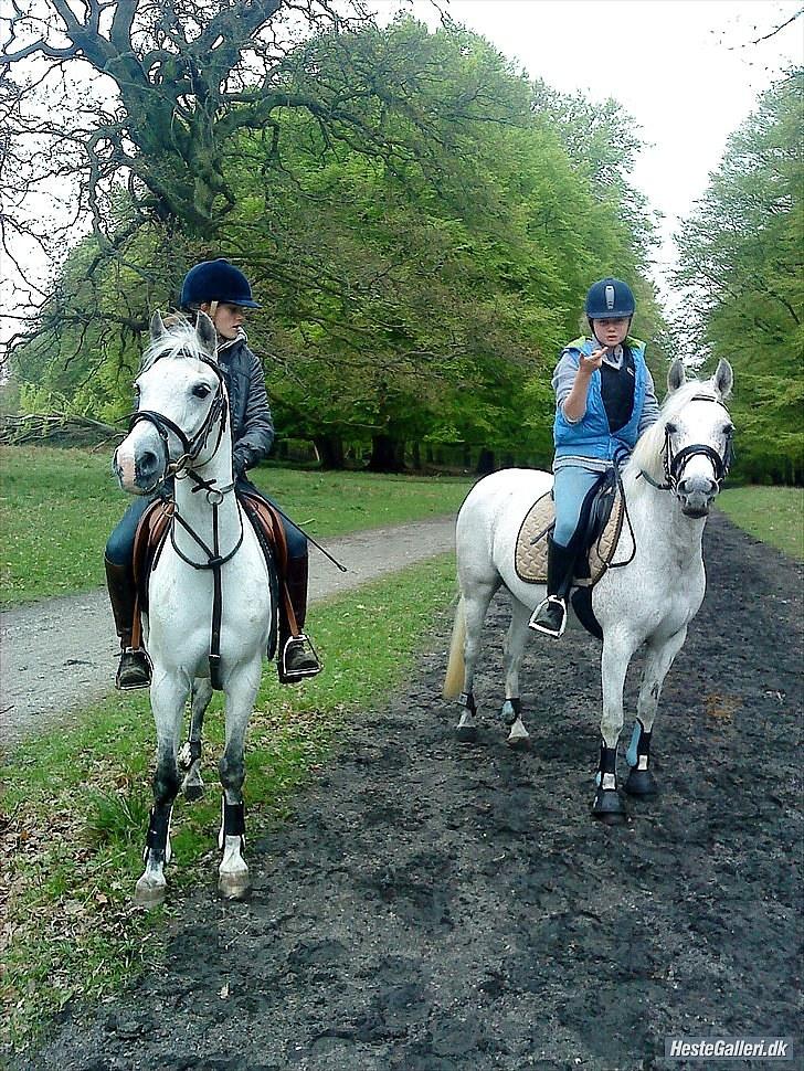 Anden særlig race Chapplin. SOLGT - Chapperlapper og mig i skoven sammen med Tarzan og Yazz for første gang. Hun var rigtig sød! billede 17