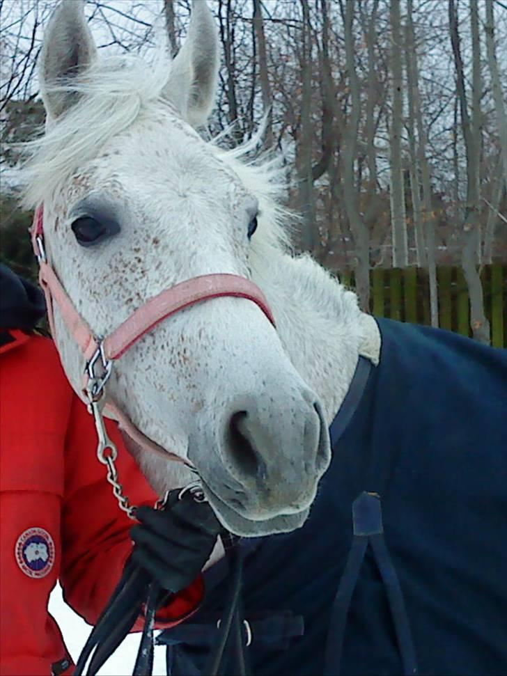 Anden særlig race Chapplin. SOLGT - foto: mig. billede 18