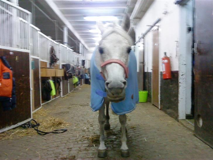 Anden særlig race Chapplin. SOLGT - HAHAHA :D foto: mig- billede 19