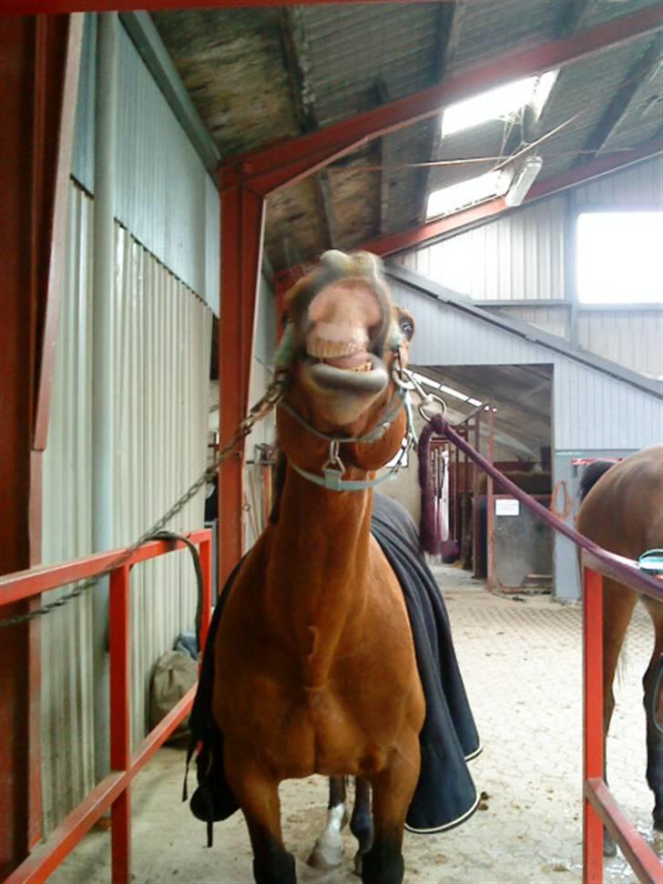 Anden særlig race Boogie +R.I.P+ >>savnes<< - Smiiiiiiiiiiiiiil billede 19