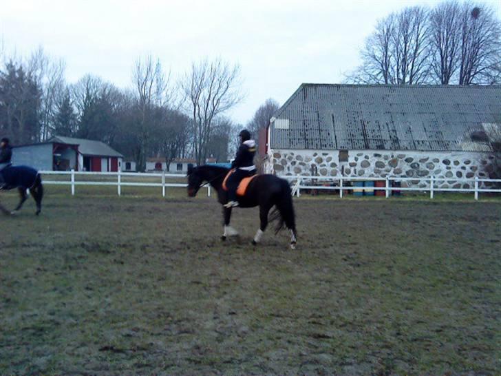 Oldenborg Horsmarks Farinella SOLGT - Ridning billede 19