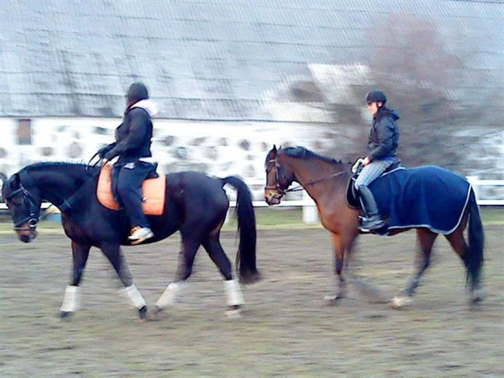 Oldenborg Horsmarks Farinella SOLGT - ridning :P billede 20
