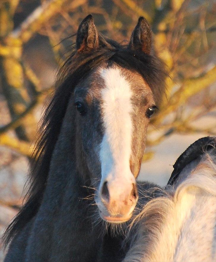 Welsh Partbred (Sec F) My Queenie - SOLGT - November 2010 billede 1