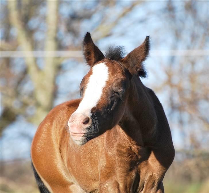 Welsh Partbred (Sec F) My Queenie - SOLGT billede 3