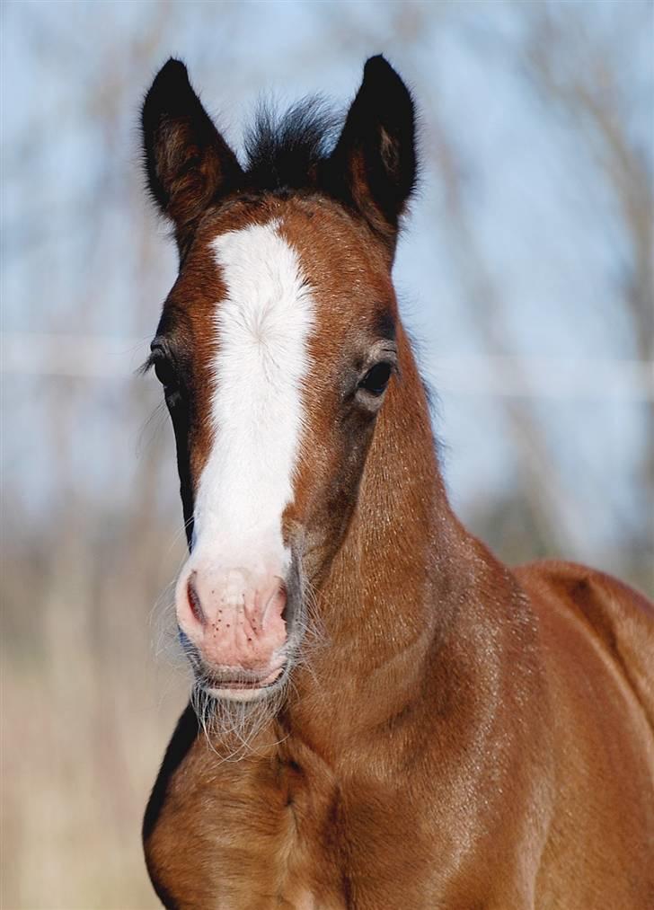 Welsh Partbred (Sec F) My Queenie - SOLGT billede 4