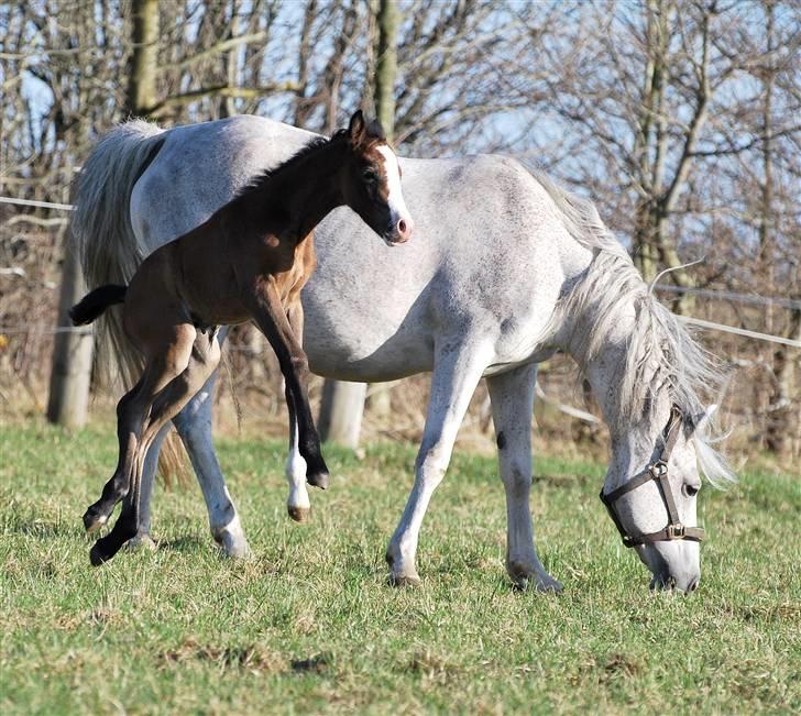 Welsh Partbred (Sec F) My Queenie - SOLGT billede 5