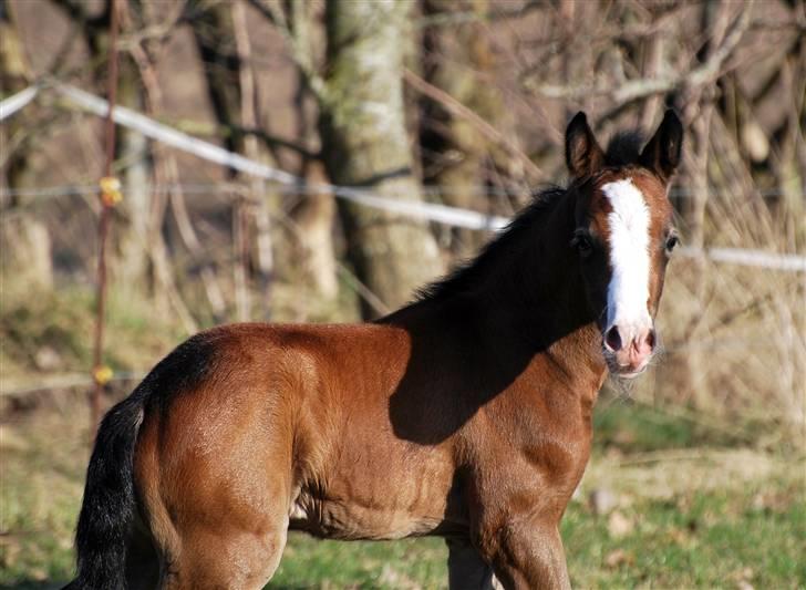 Welsh Partbred (Sec F) My Queenie - SOLGT billede 7