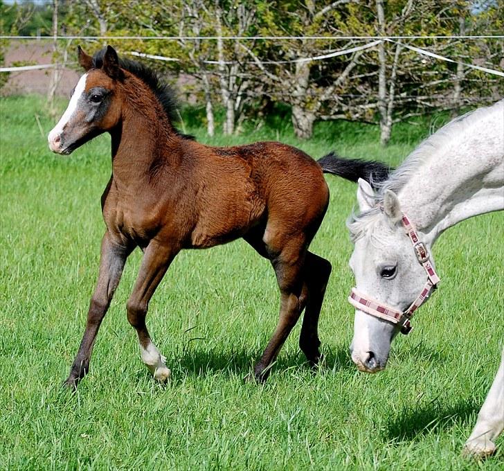 Welsh Partbred (Sec F) My Queenie - SOLGT billede 9