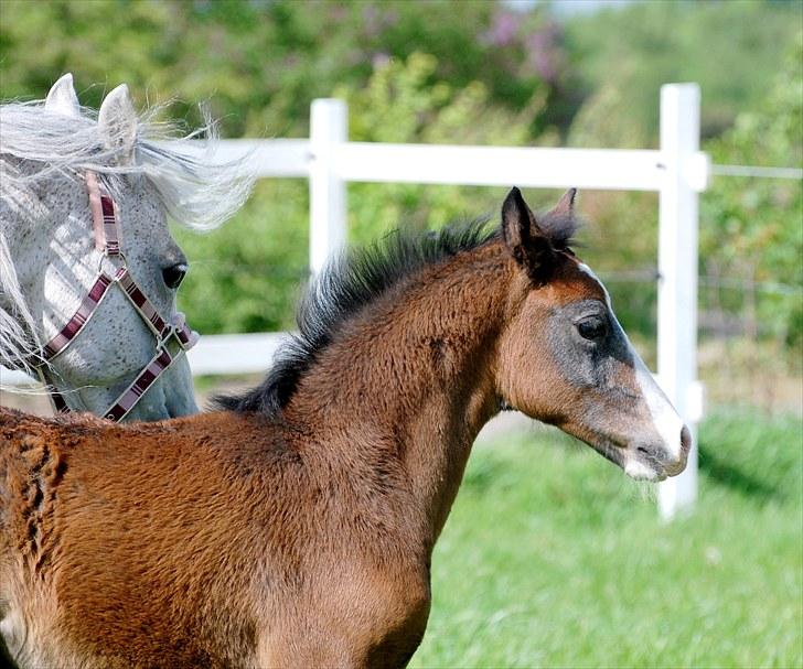 Welsh Partbred (Sec F) My Queenie - SOLGT billede 10