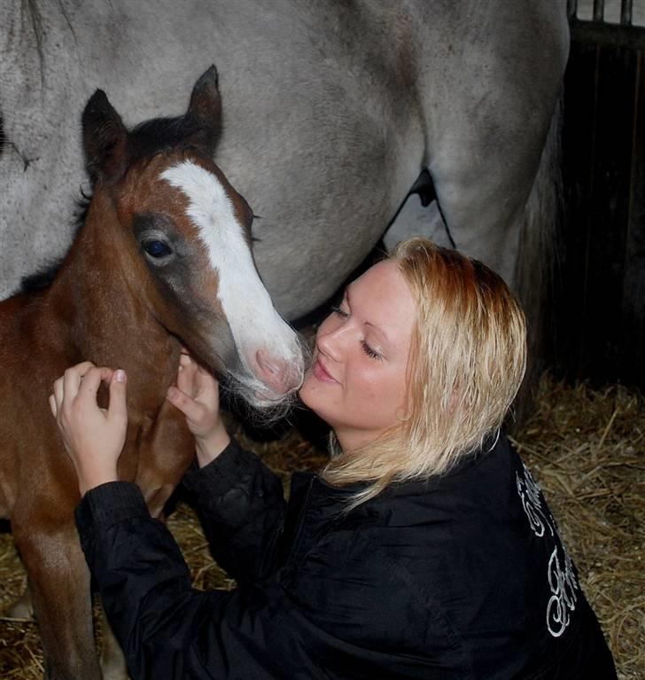 Welsh Partbred (Sec F) My Queenie - SOLGT billede 11