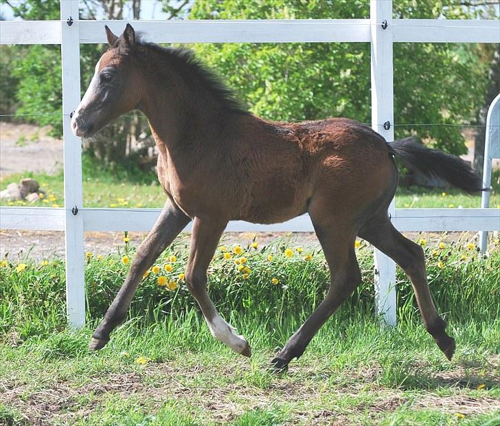 Welsh Partbred (Sec F) My Queenie - SOLGT billede 12