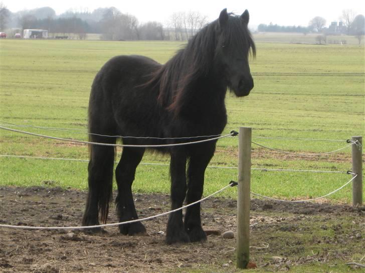Fell pony Hannah van de Pannoaven - 2 årige Bashim, Hannahs 2. føl billede 16