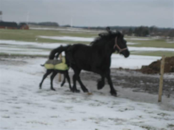 Fell pony Hannah van de Pannoaven - Hannah og lille Pedro fra feb 2010 billede 17