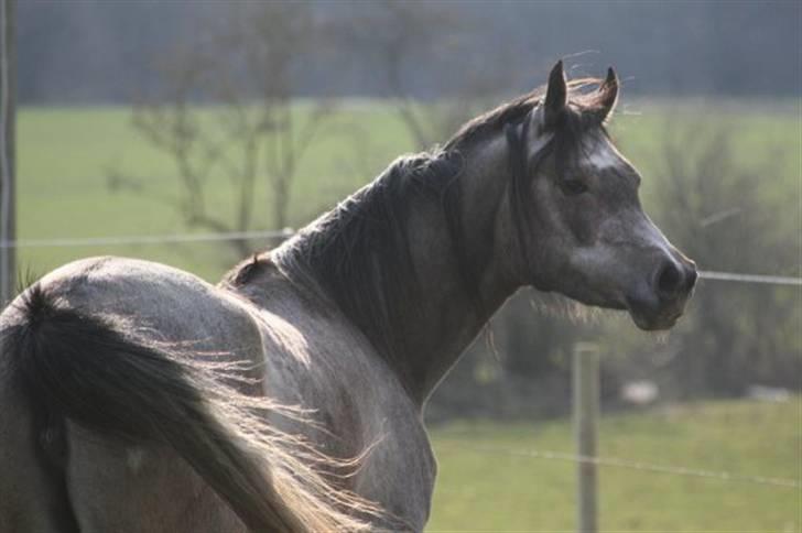 Arabisk fuldblod (OX) Fazatje SOLGT billede 18