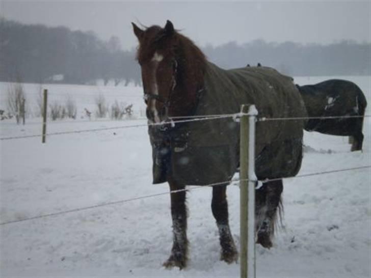 Anden særlig race Palle *RIP* d. 26 marts 2013 - det koldt billede 3