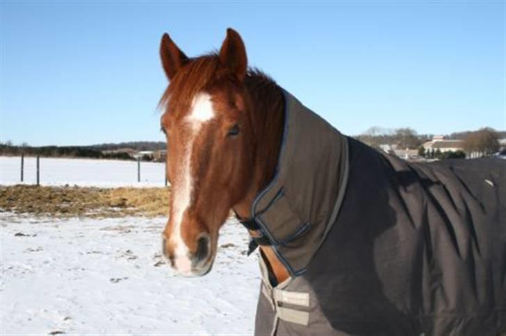 Anden særlig race Palle *RIP* d. 26 marts 2013 - dejligt med noget sol på en kold januar dag billede 6