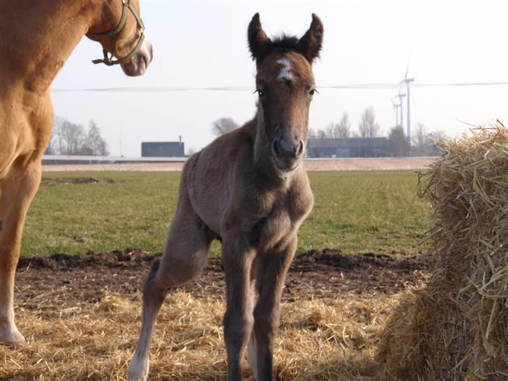 Anden særlig race Zorro billede 2