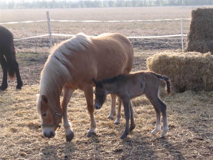 Anden særlig race Zorro billede 4