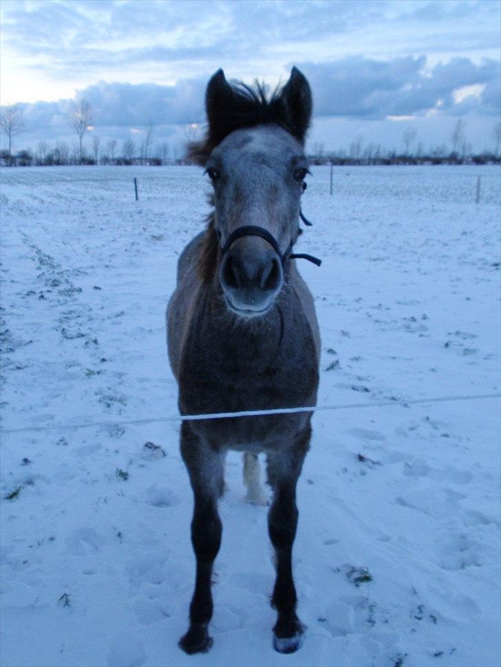 Anden særlig race Zorro - Så fin i sneen :D billede 6