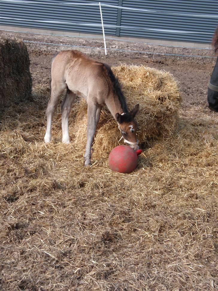 Anden særlig race Zorro - 2 uger gammel :D billede 7