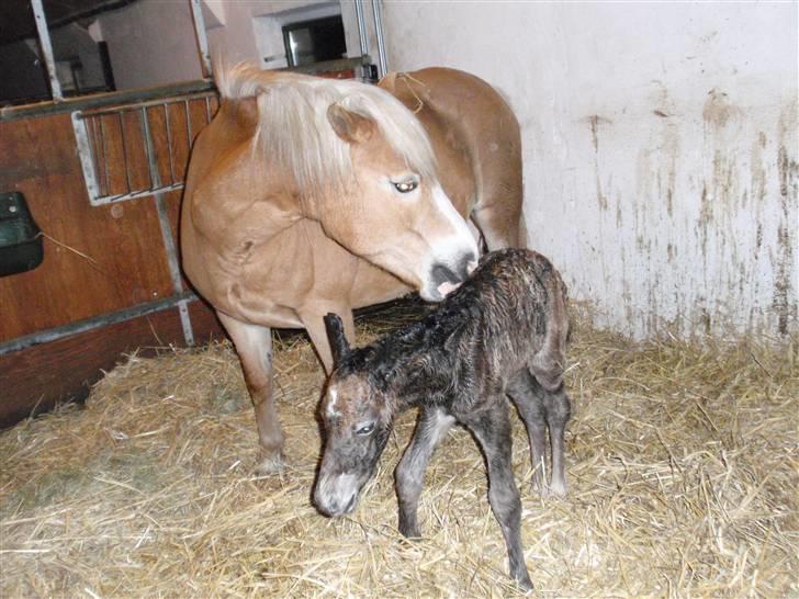 Anden særlig race Zorro - Så kom man på benene :) billede 10
