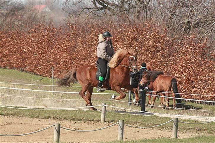 Islænder Yggdrasil fraS. Bóthildur - Billede 17 Jeg og ygge til stævne Fotto: Nicole Mai Nilsen  billede 14