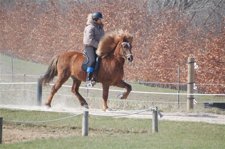 Islænder Yggdrasil fraS. Bóthildur - Billede 18 jeg og ygge til stævne ja jeg ved det godt jeg ser bolle fed ud i den jakke hehe ;D billede 15