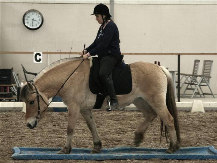 Fjordhest Ingegårds Emma - Skridt over vandgrav billede 16