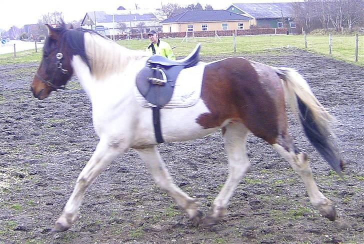 Pinto Sullivan (HINGST) - loncering.... lige da vi fik ham. April 2010 Foto: Mig (Carola) billede 3