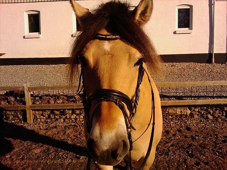 Anden særlig race Nordgaards Caroline. billede 2