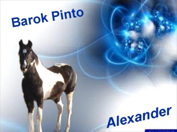 Barockpinto Alexander SOLGT - 10 dage gammel billede 13