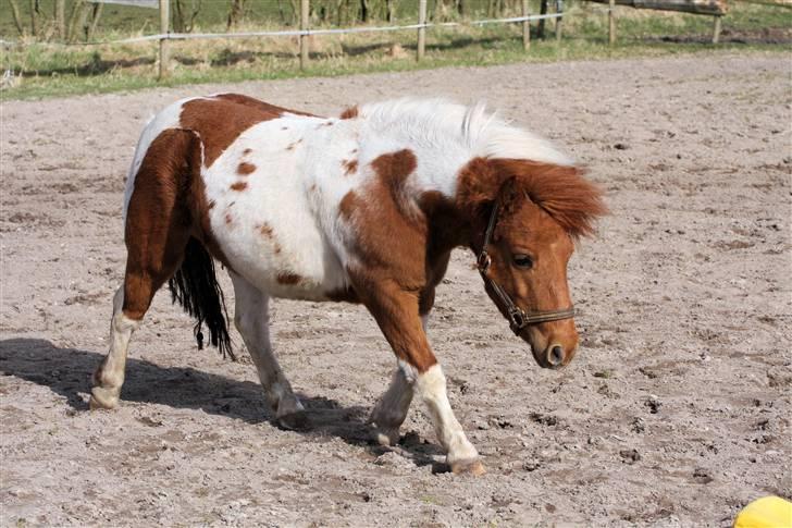 Shetlænder Tulle billede 2
