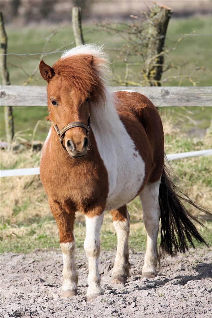 Shetlænder Tulle billede 4