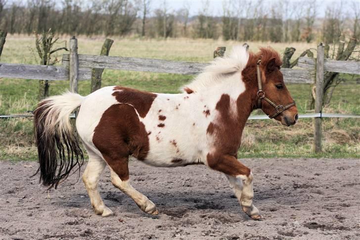 Shetlænder Tulle billede 5