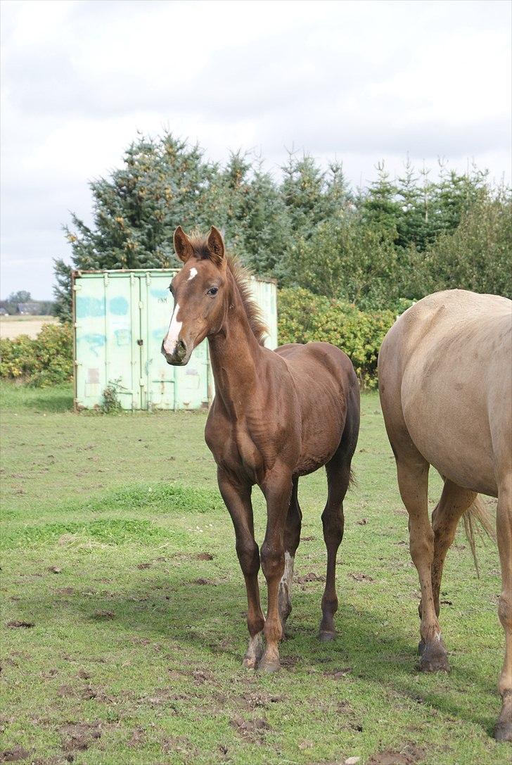 Palomino Ladimentos! - Flotte fyr ;)! <3 billede 8
