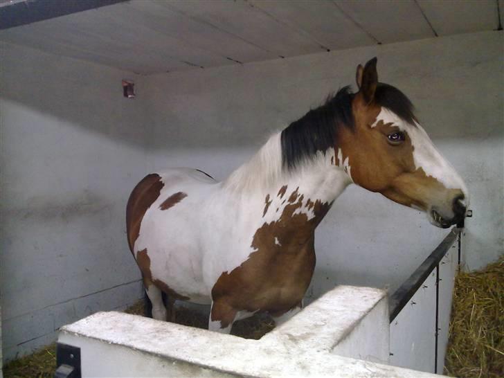 Pinto Painted Destiny - Hun er ved at være godt tyk, skal snart have føl :o)) billede 13