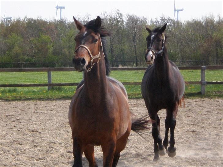 Trakehner Indian mayboy **R.I.P** - TJR 6. maj. Legestue på den store sandbane sammen med Fedde billede 15