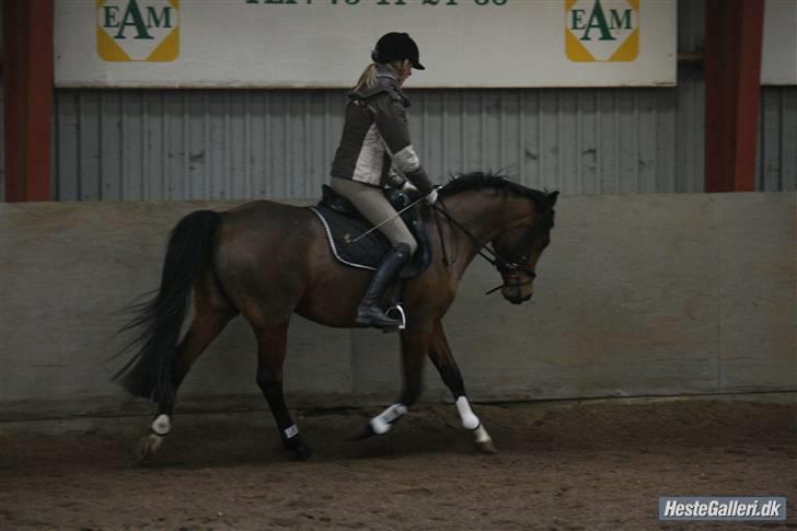 Pinto Araber Gantrup Zenia*solgt* - Zenia og Annemette:) billede 11