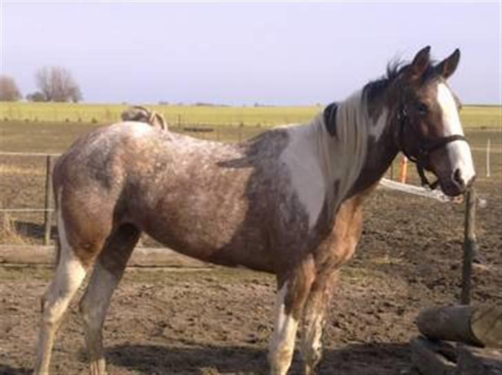 Hollandsk Sportspony Maggi RIP - Billedet er lånt fra salgsannonce. taget af Camilla L billede 1