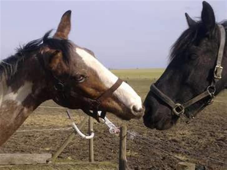 Hollandsk Sportspony Maggi RIP - Billedet er lånt fra salgsannonce. taget af Camilla L billede 2