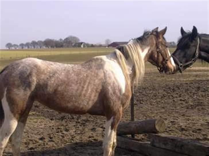 Hollandsk Sportspony Maggi RIP - Billedet er lånt fra salgsannonce. taget af Camilla L billede 3
