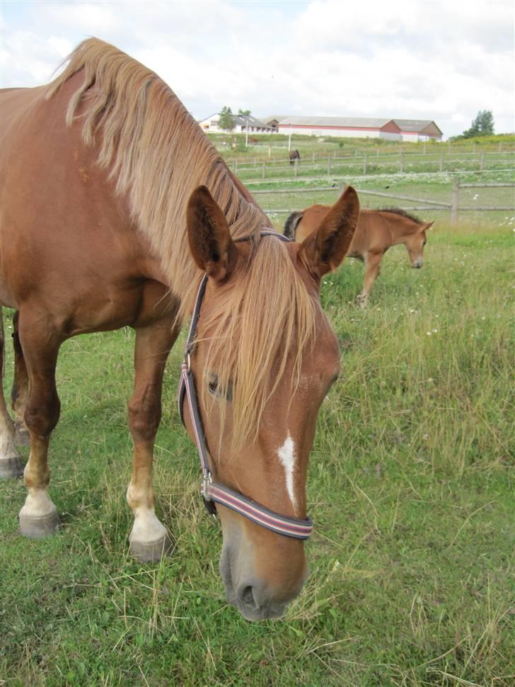 Oldenborg møllevangs menja billede 1
