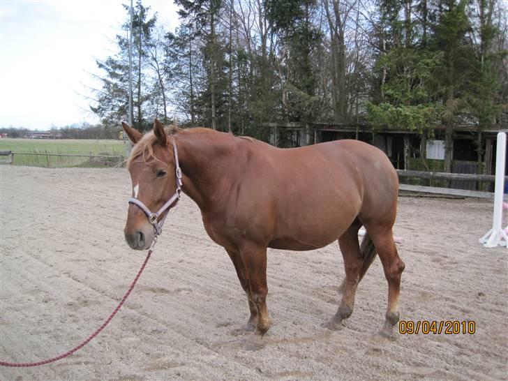 Oldenborg møllevangs menja billede 2