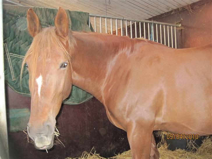 Oldenborg møllevangs menja billede 4