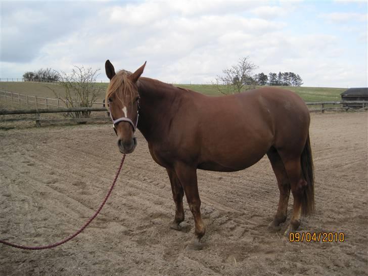 Oldenborg møllevangs menja billede 5