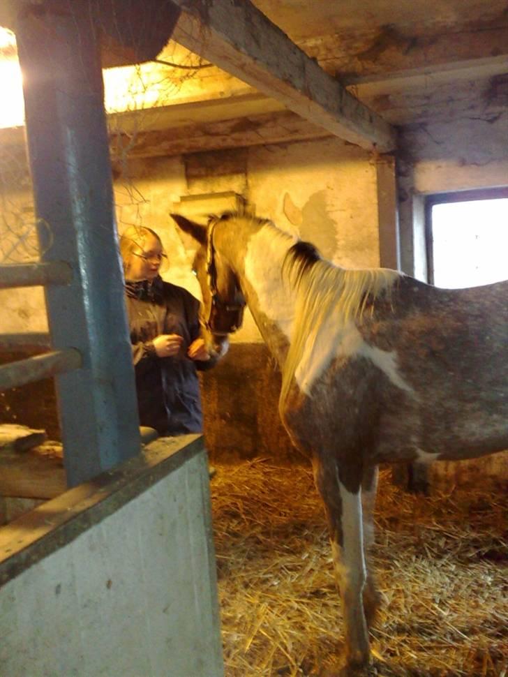 Hollandsk Sportspony Maggi RIP billede 4