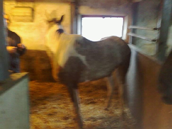 Hollandsk Sportspony Maggi RIP billede 5