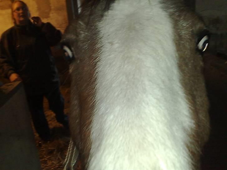 Hollandsk Sportspony Maggi RIP billede 6