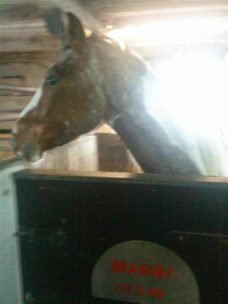 Hollandsk Sportspony Maggi RIP - Billedet er lånt fra salgsannonce. taget af Camilla L billede 7